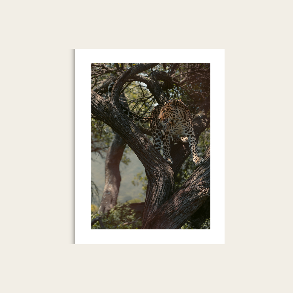 Miniaturbild: Wildlife Collection - Leopard I