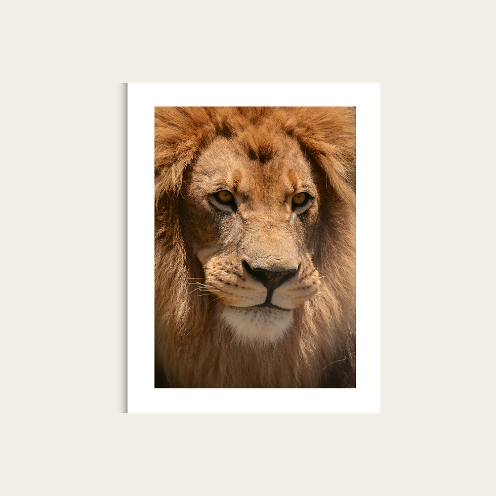 Miniaturbild: Wildlife Collection - Lion I