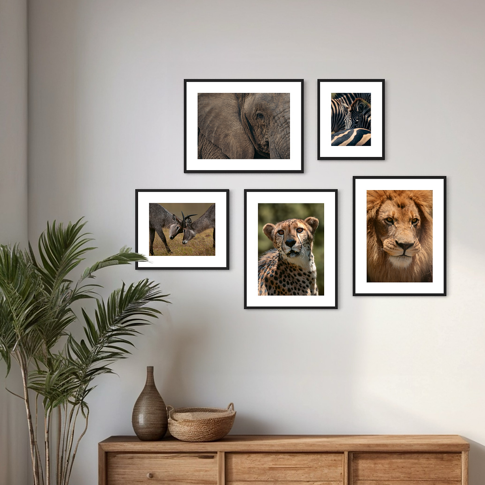 Miniaturbild: Wildlife Collection - Cheetah I
