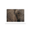 Miniaturbild: Wildlife Collection - Elephant IV