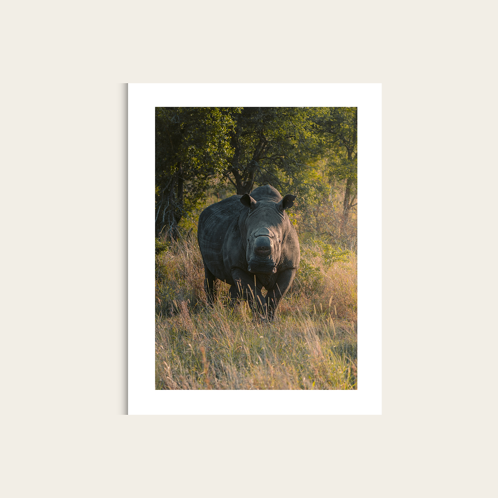Miniaturbild: Wildlife Collection - White Rhino V