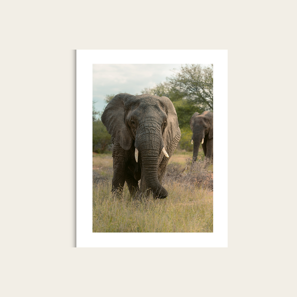 Miniaturbild: Wildlife Collection - Elephant III