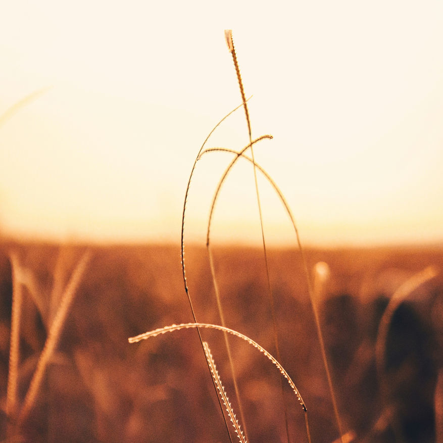 ajay-cv-TgefVXZ7PKw-unsplash_edited.jpg