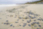 Hundreds of Velella velella, also known as "by-the-wind sailors," scattered across a sandy shore under a cloudy sky.