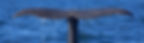 whale_banner.jpeg