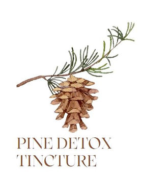 Pine Needle Detox.JPG