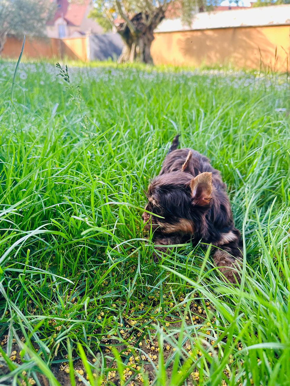 Thumbnail: Hazel - Chocolate, Brownie's miniature puppy