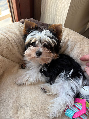 Yorkshire puppies