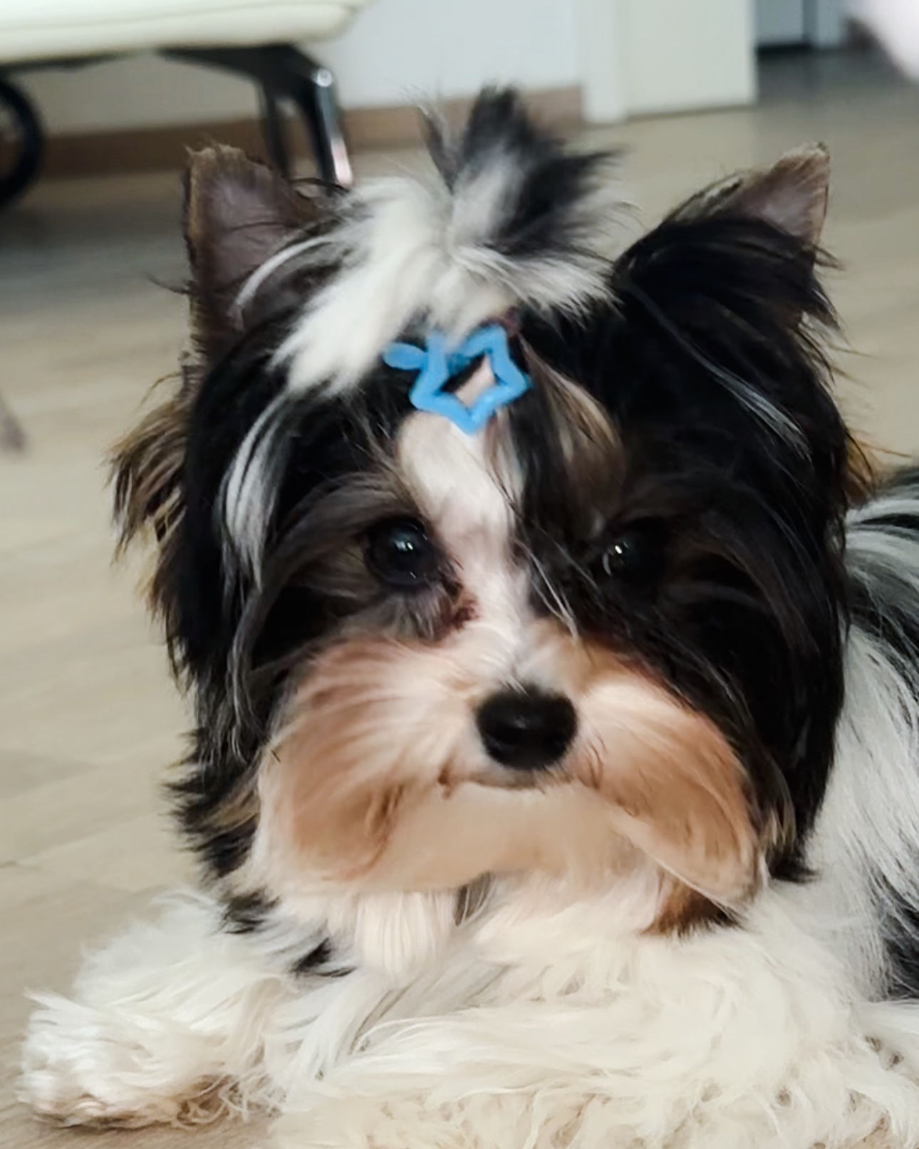 Waity - Biewer terrier