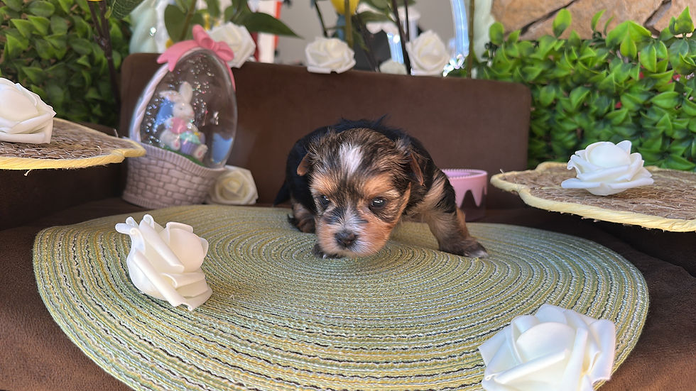 Miniature : Sablée