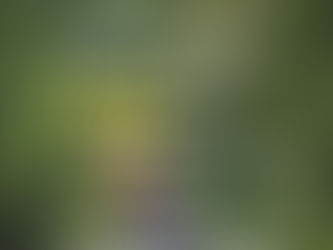 WALK IN THE WOODS Essential Oil Blend