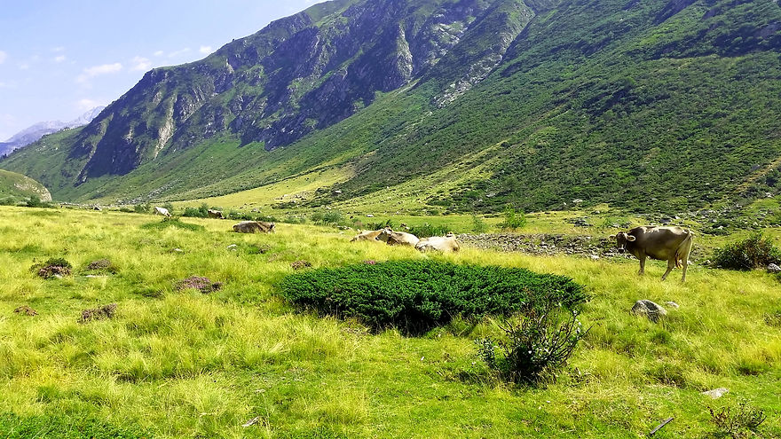 Kuhherde Gotthardpass_corr.jpg