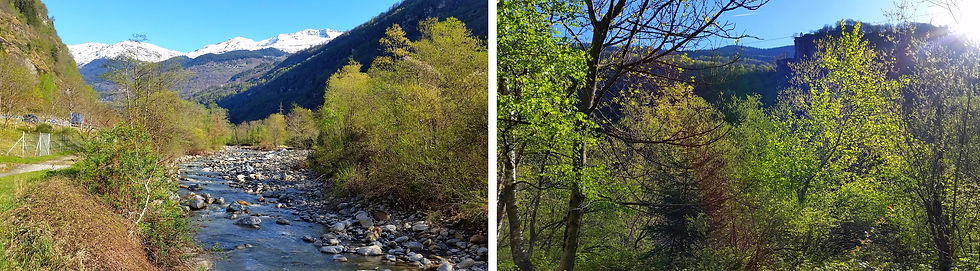 Frischer Birkenwald und Schnee Ticinofluss beiNivo_kombiniert.jpg