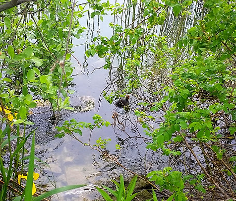 Frauenwinkel junges Bläshuhn_corr.jpg