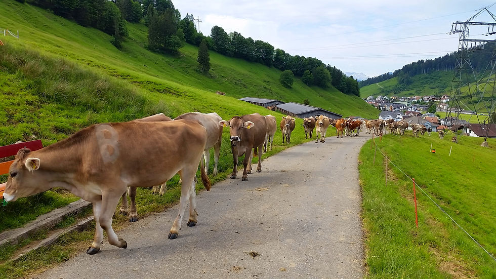 Rothenthurm Alpaufzug_corr.jpg