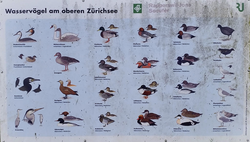 Wasservögel oberer Zürichsee_corr.jpg