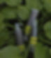 Snapins_edited.jpg
