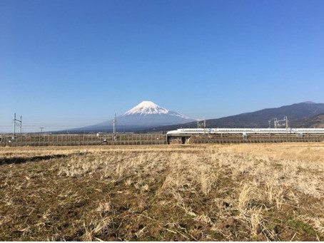 れんげ畑最新状況