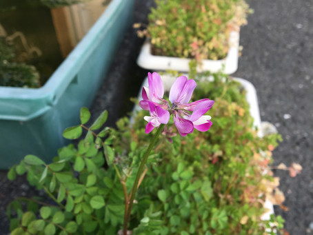 熊本からのれんげの種が開花しました