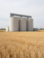 Wheat