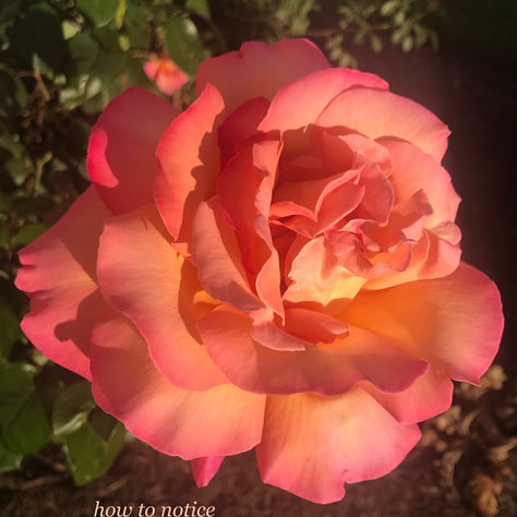 Liberating Breath- Breath Practice