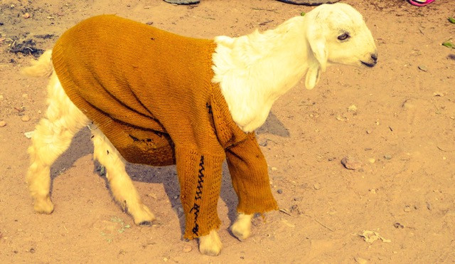 The story of coffee and the goat in the jumper