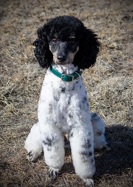 puppy 2