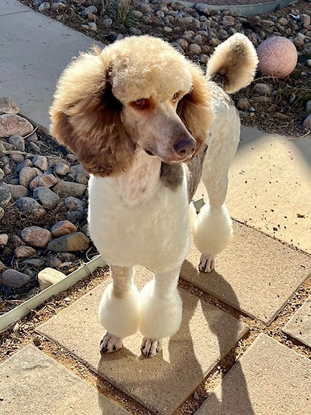 puppy 1