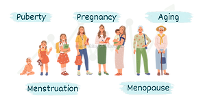 Illustration: Women's life stages – Puberty, Pregnancy, Aging, Menstruation, Menopause