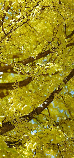 Gingko1.jpg