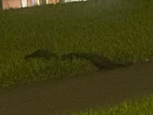 Alligator Makes Morning Stroll Through Cambridge