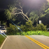 Major Tree Collapse Underscores Ongoing Risk from Untrimmed Trees