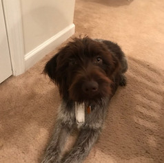 Being Cute As A Pup