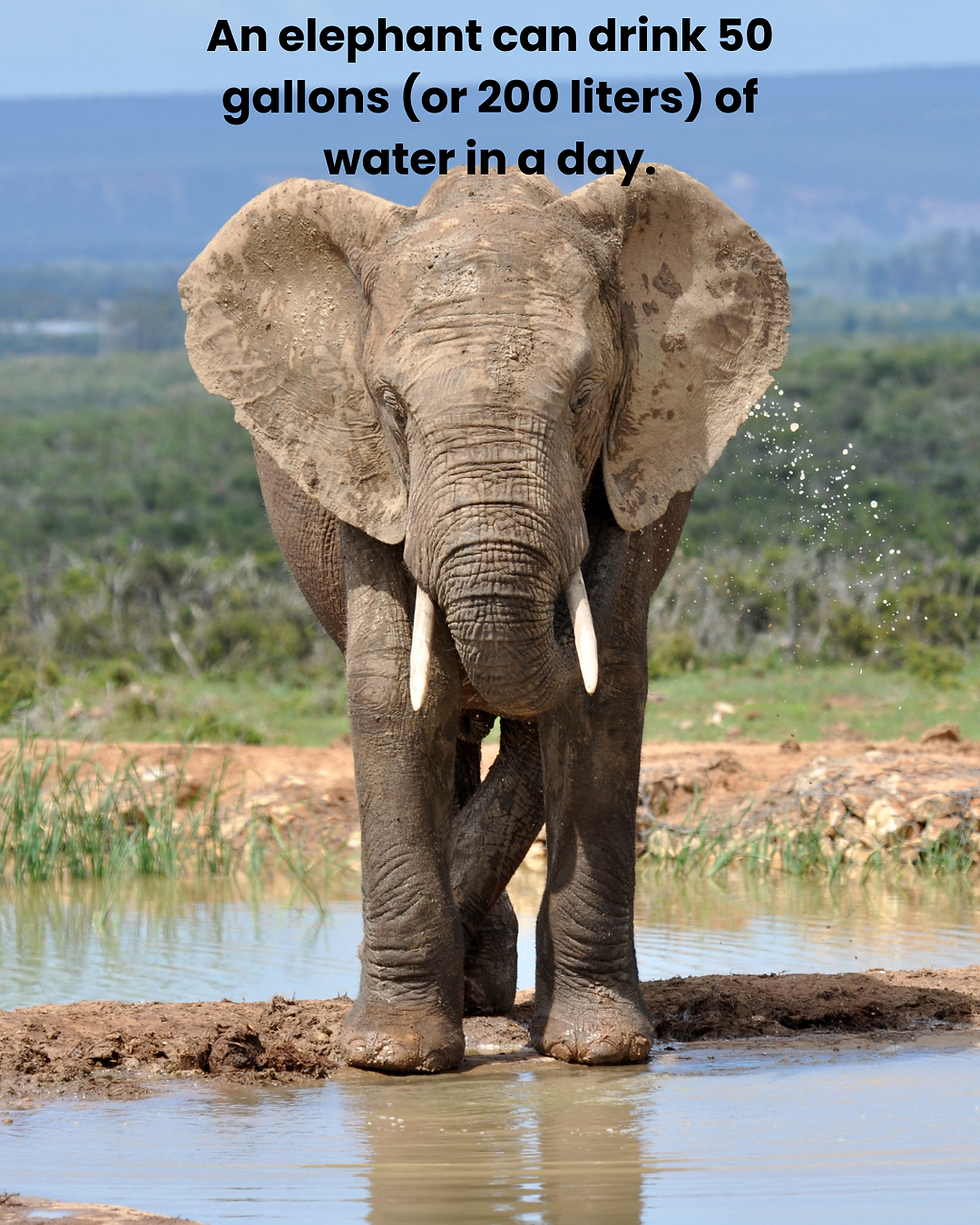 While you don't have to drink as much water as an elephant, you should try to drink 50% of your body weight in ounces per day. Image created in Canva by HDT Staff.