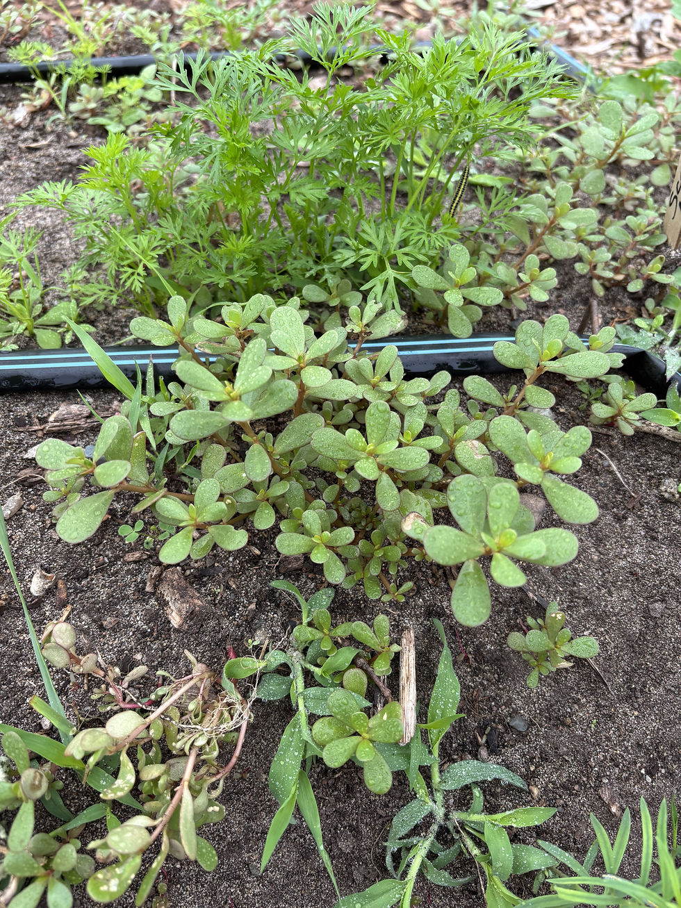 Purslane to pull while weeding. Photo by Isabel B.
