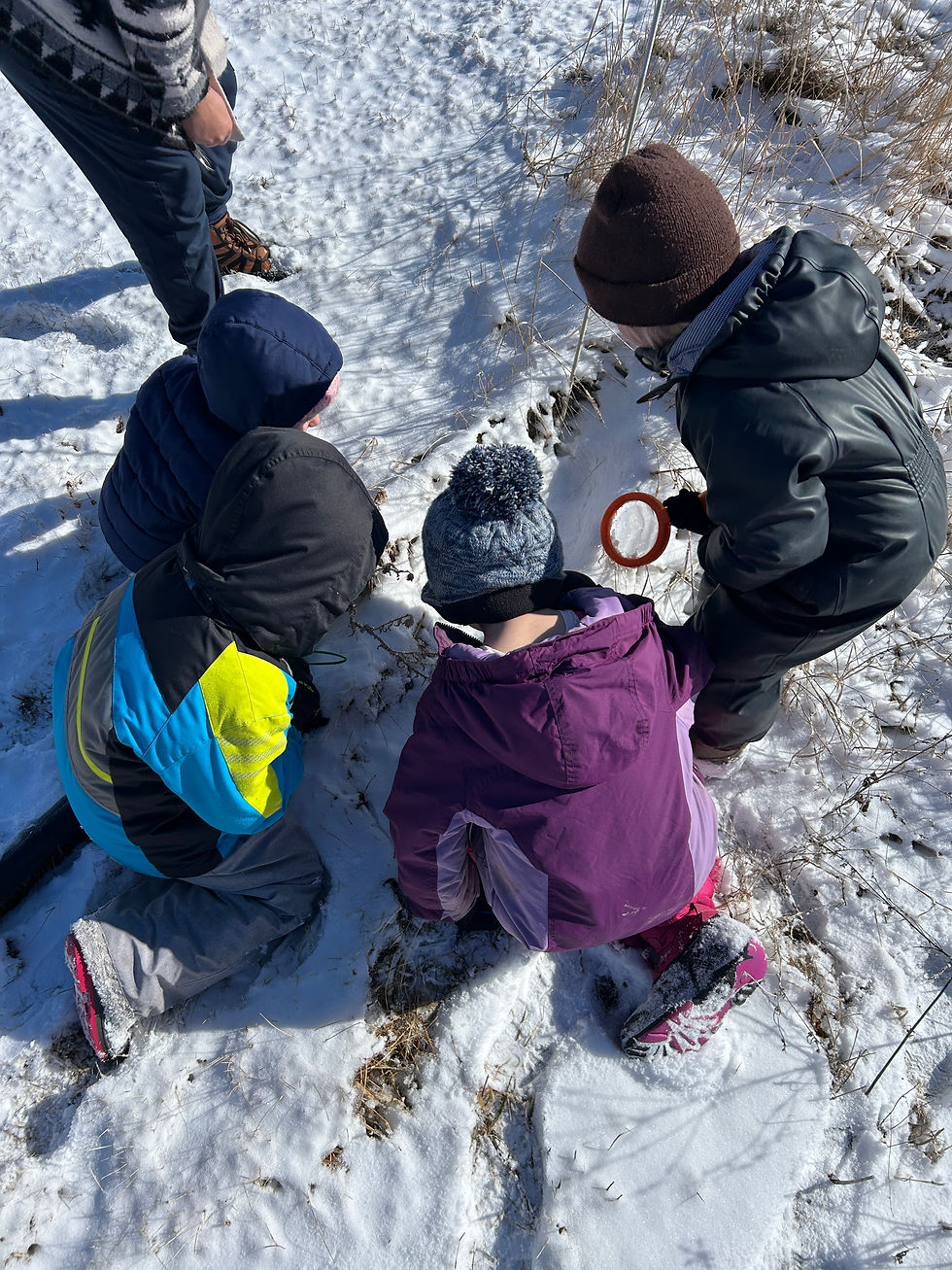 Tiny Turtles in Snow. Photo by HDT Staffer