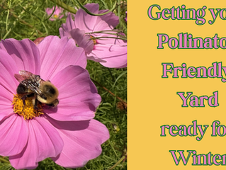 A pollinator on a flower.