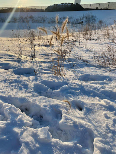 Snowy field with ornamental grass