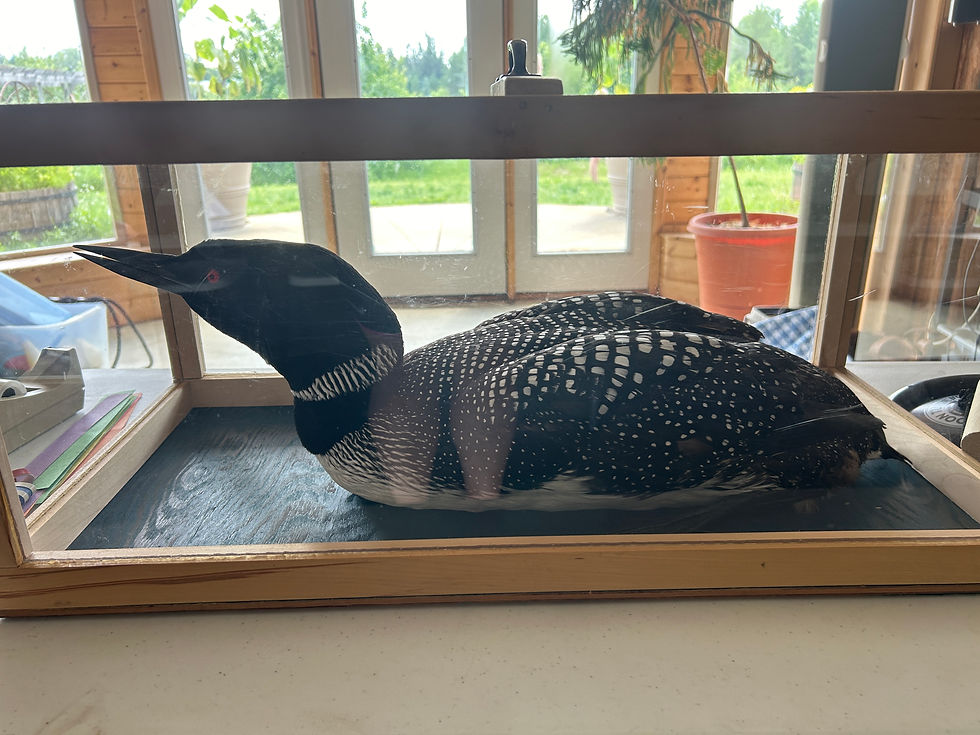 Common Loon display, Eco Camp. Photo by HDT Staffer