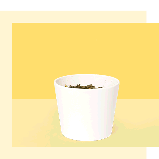 Growing-Plant_animated2.gif