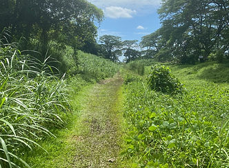 Clementi Forest