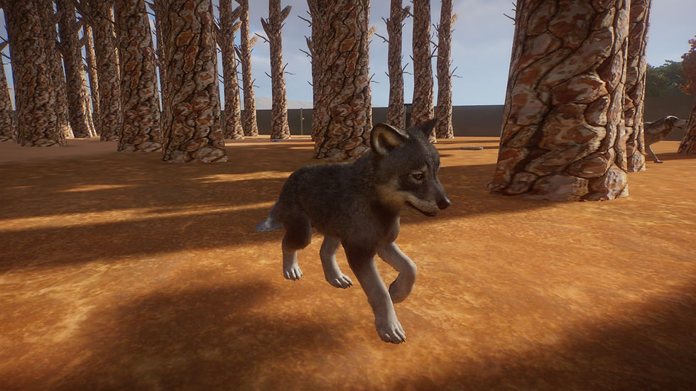 Baby Wolf, breeding animals to release/sell is vital