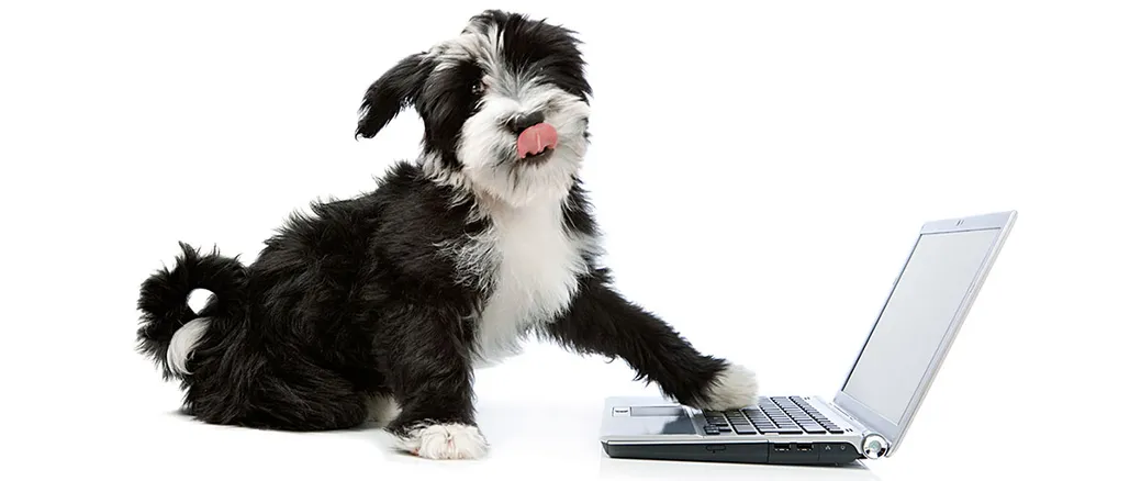 Dog using laptop hero for journey segment