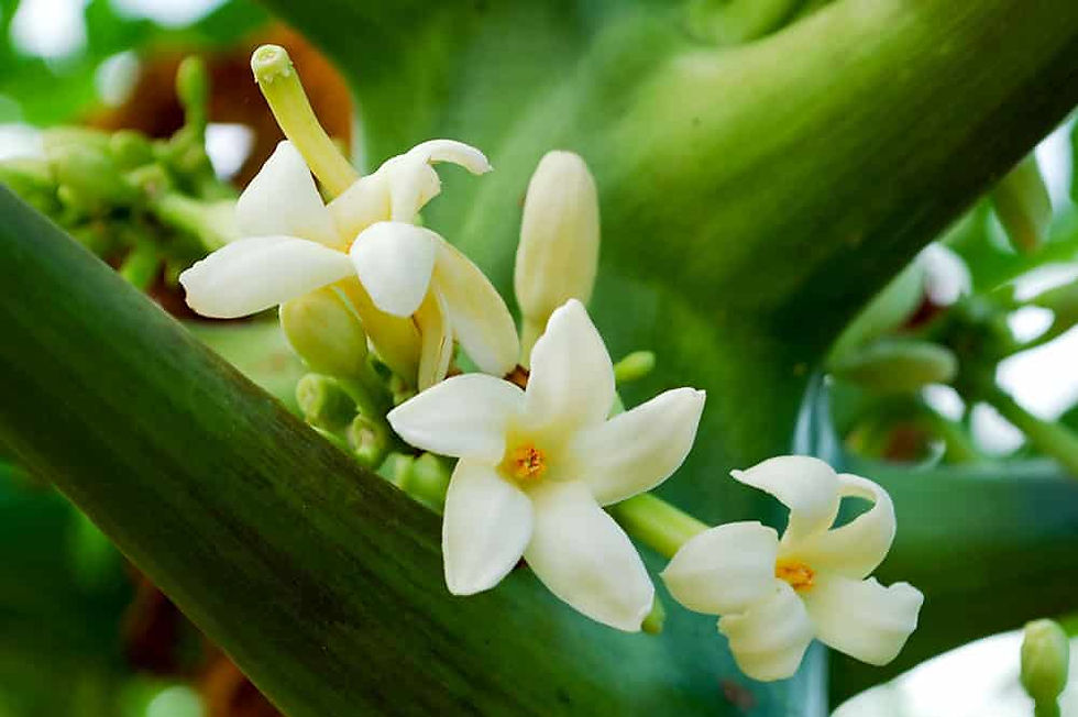 Miniature : Plante de Papaye