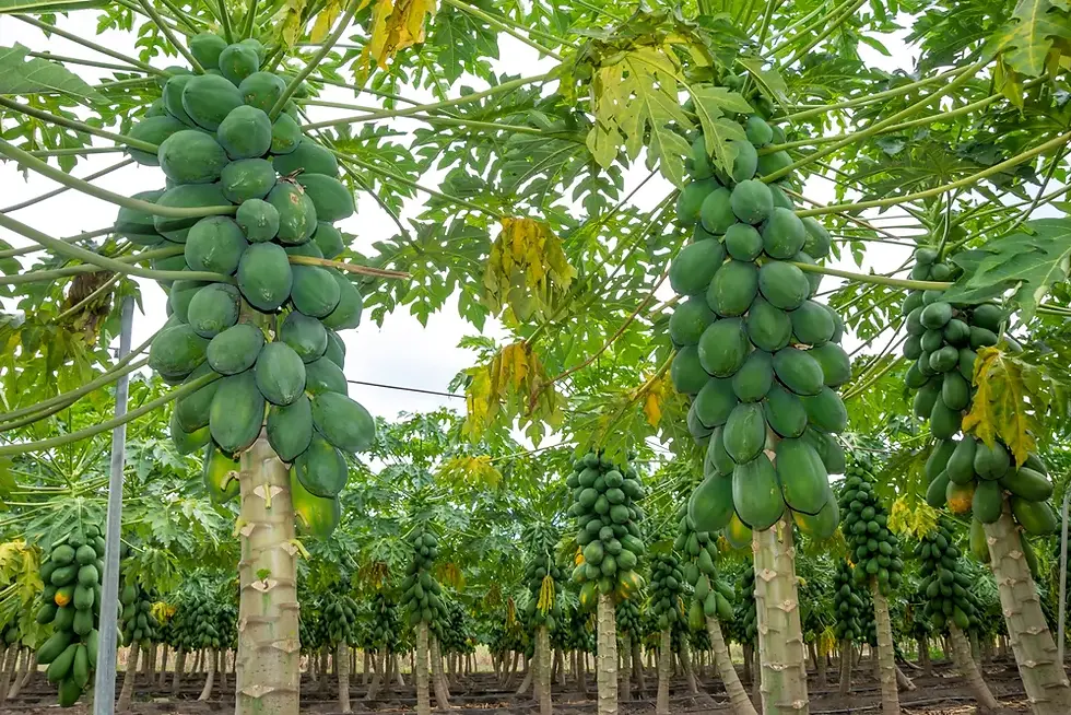 Miniature : Plante de Papaye