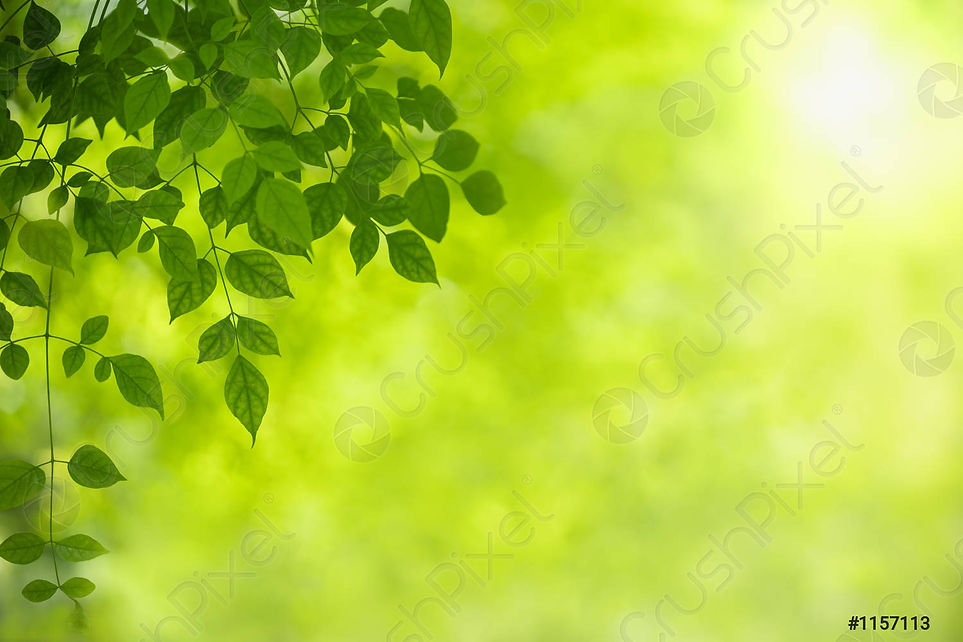 close-up-nature-view-green-1157113.jpg