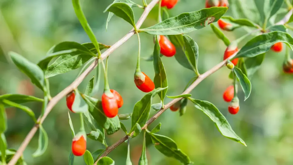 i104230-goji-ps.webp