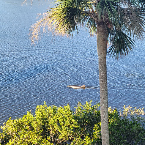 dolphin view.jpg