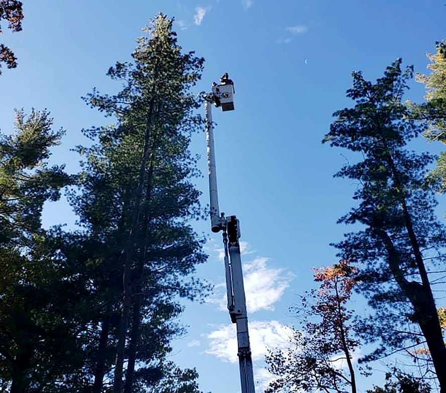 tree-cutting-service-michigan-high-performance-tree-services