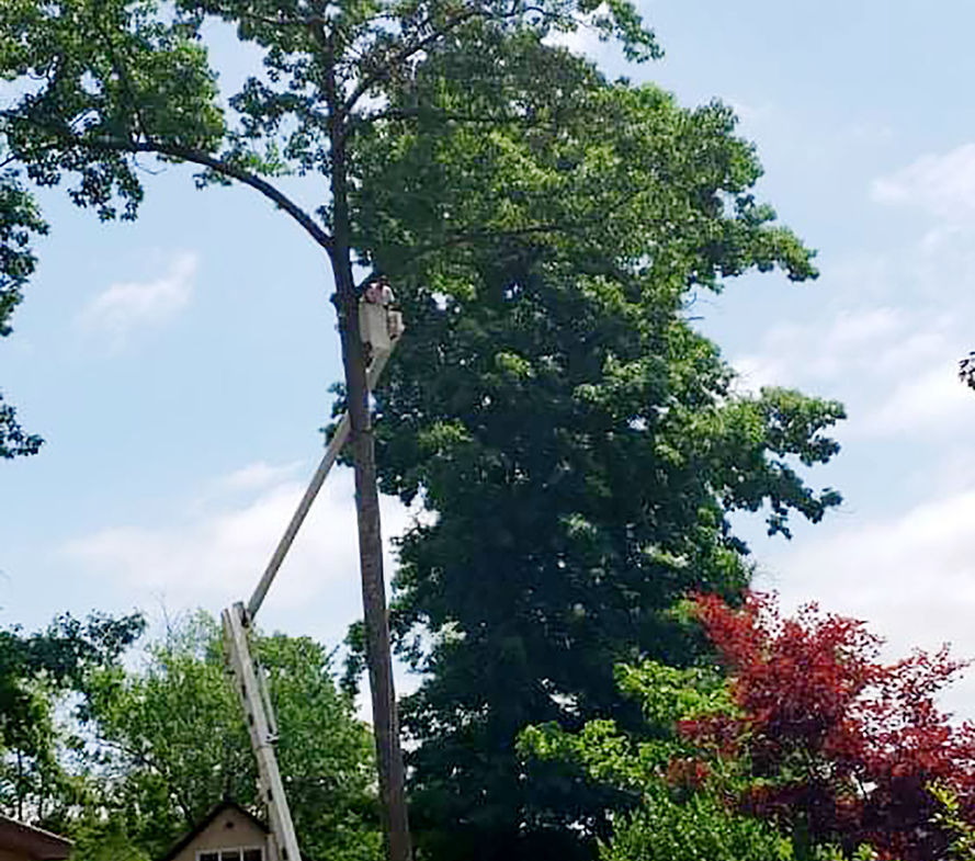 tree-cutting-service-michigan-high-performance-tree-services